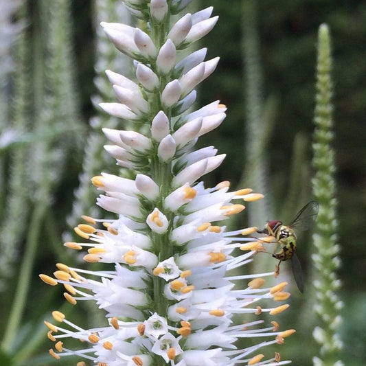 Culver's Root (Veronicastrum virginicum)