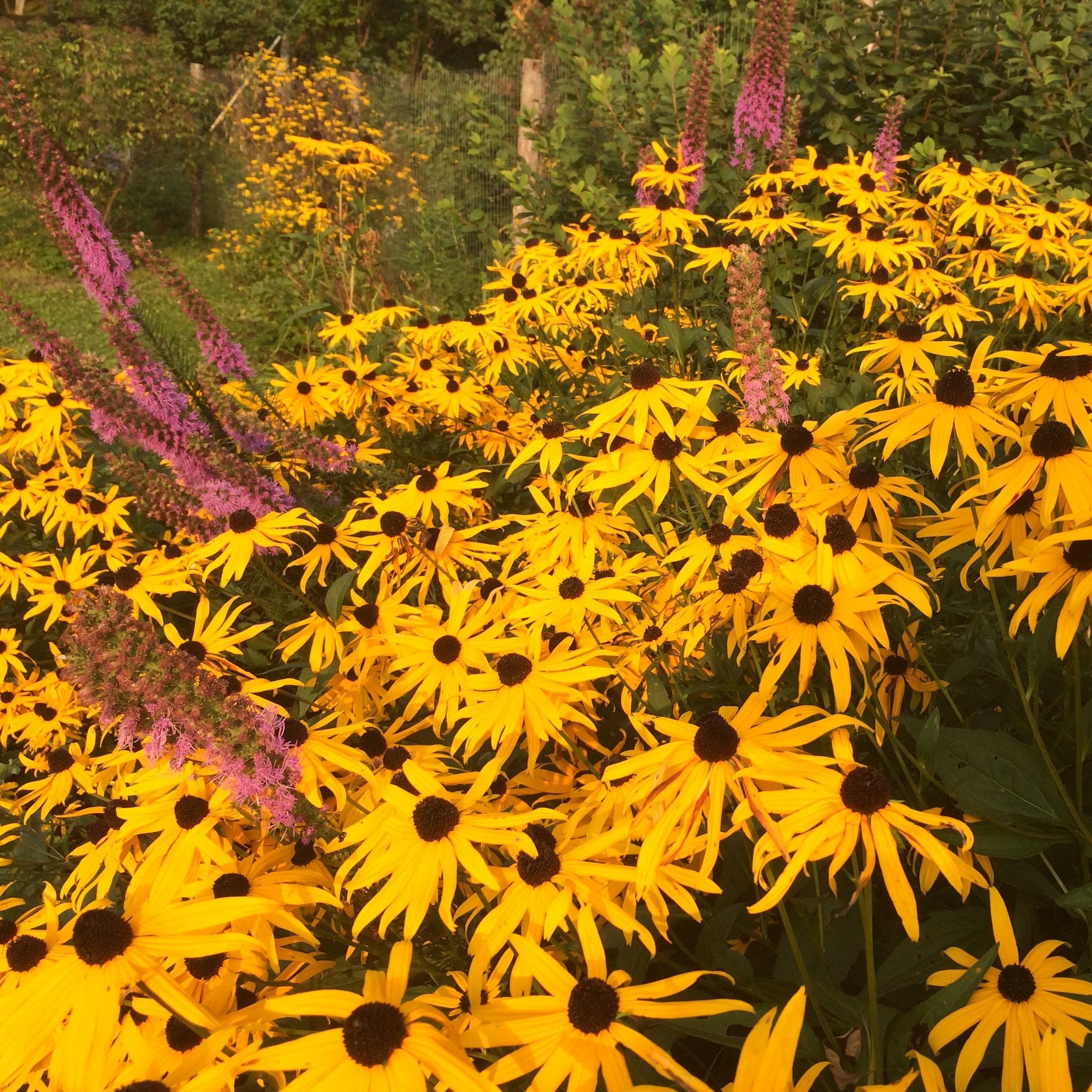 Coneflower, Orange (Rudbeckia fulgida) – Mother Earth News