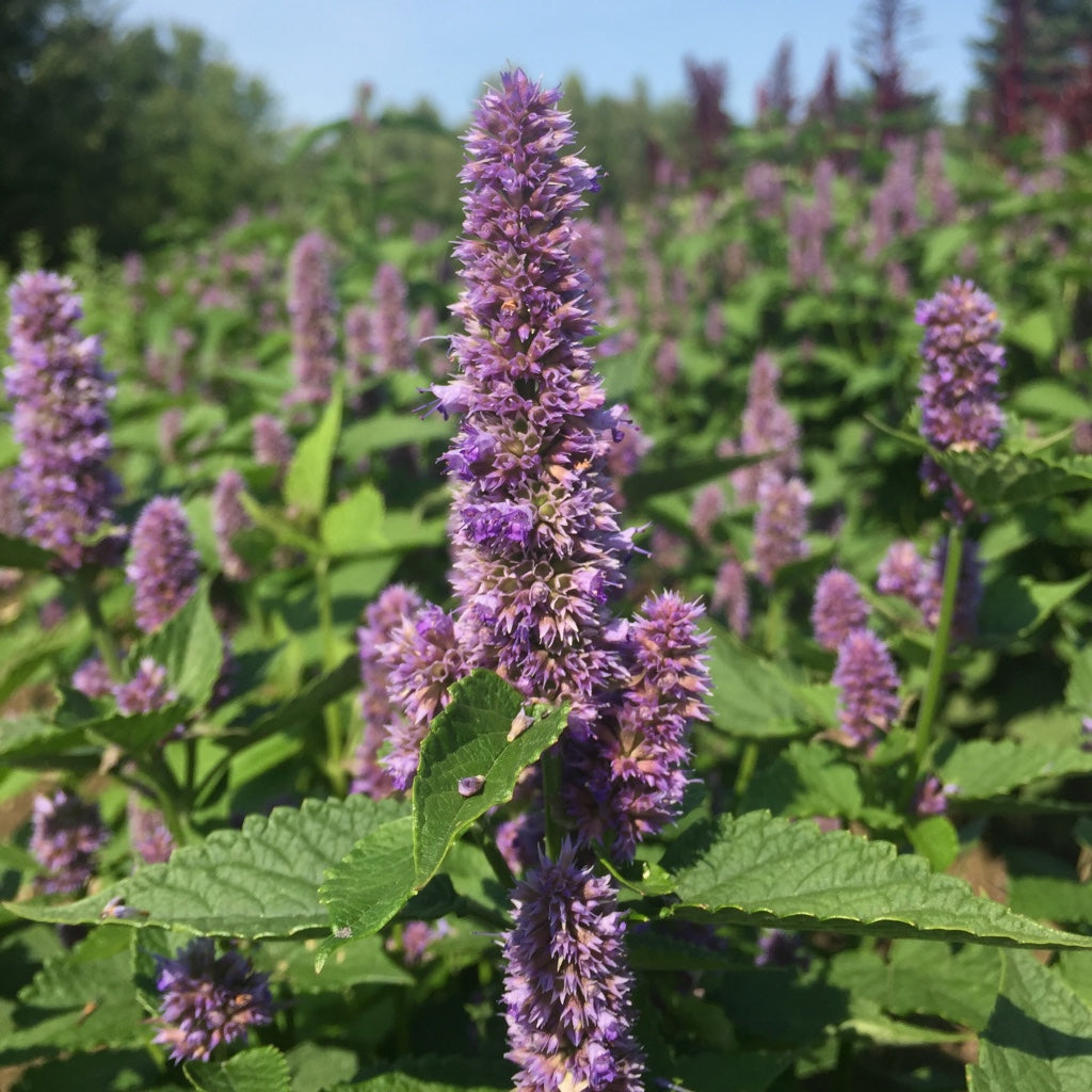 Hyssop, Anise (Agastache foeniculum)