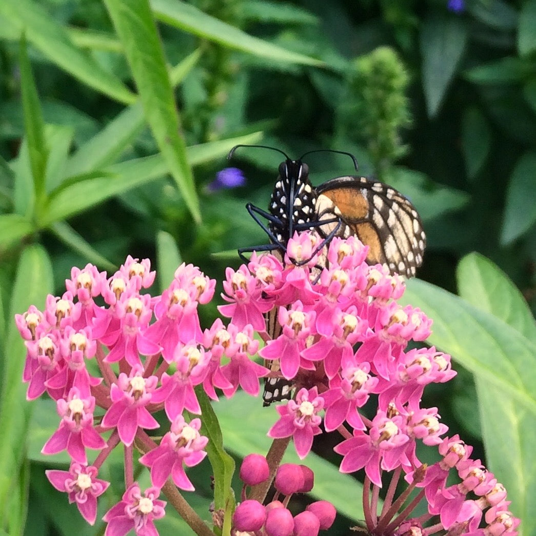 Milkweed, Rose (Asclepias incarnata)