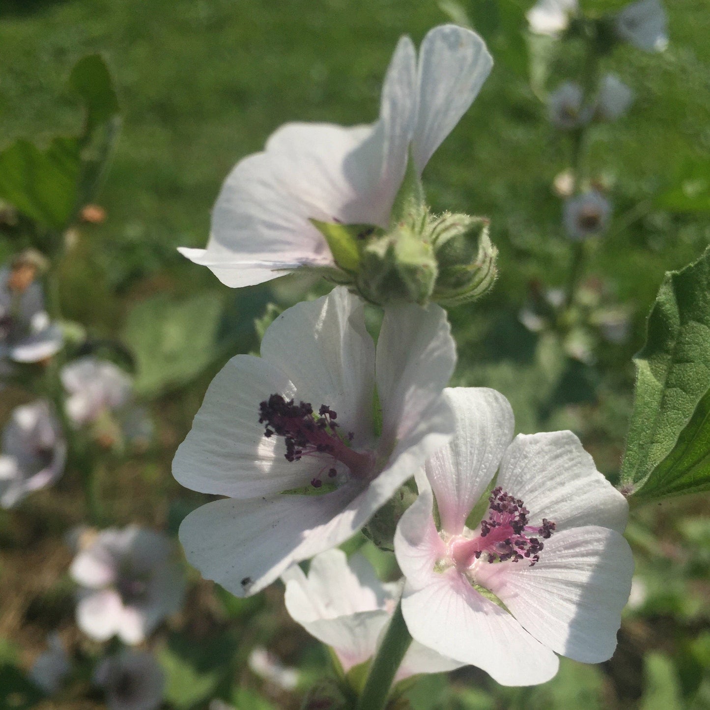 *Medicine Garden Collection* ("Be Well Stocked")