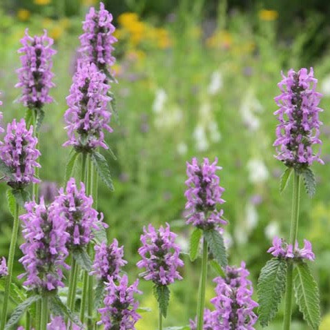 Wood Betony (Stachys officinalis)