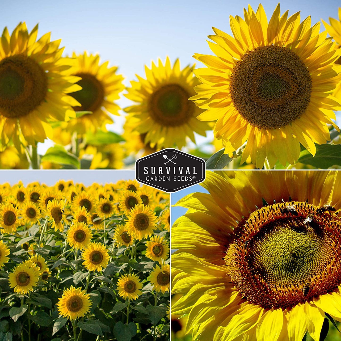 Edible Sunflower Seeds Collection – Mammoth & Black Russian Heirloom Non-GMO Varieties for Roasting, Bird Feed & Towering Garden Displays