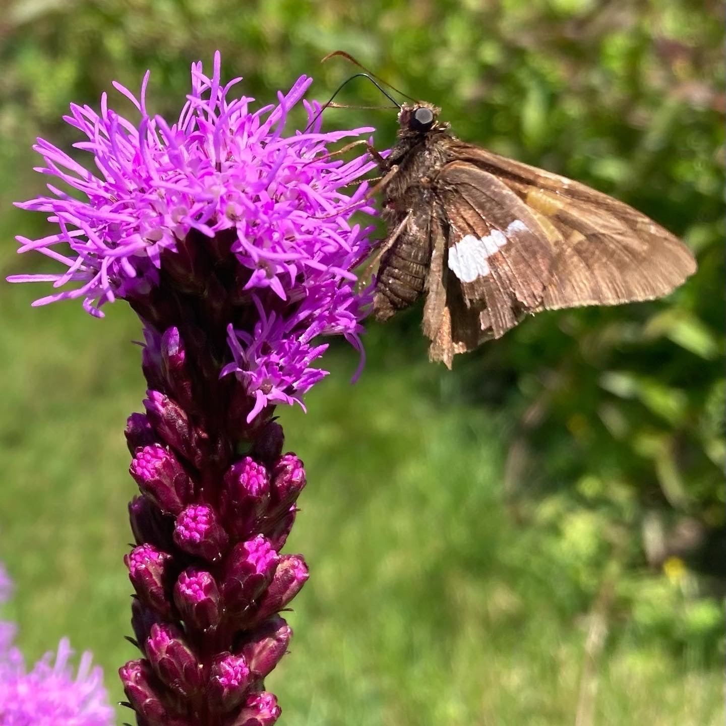 *Pollinator Garden Collection* ("Love Thy Pollineighbor")