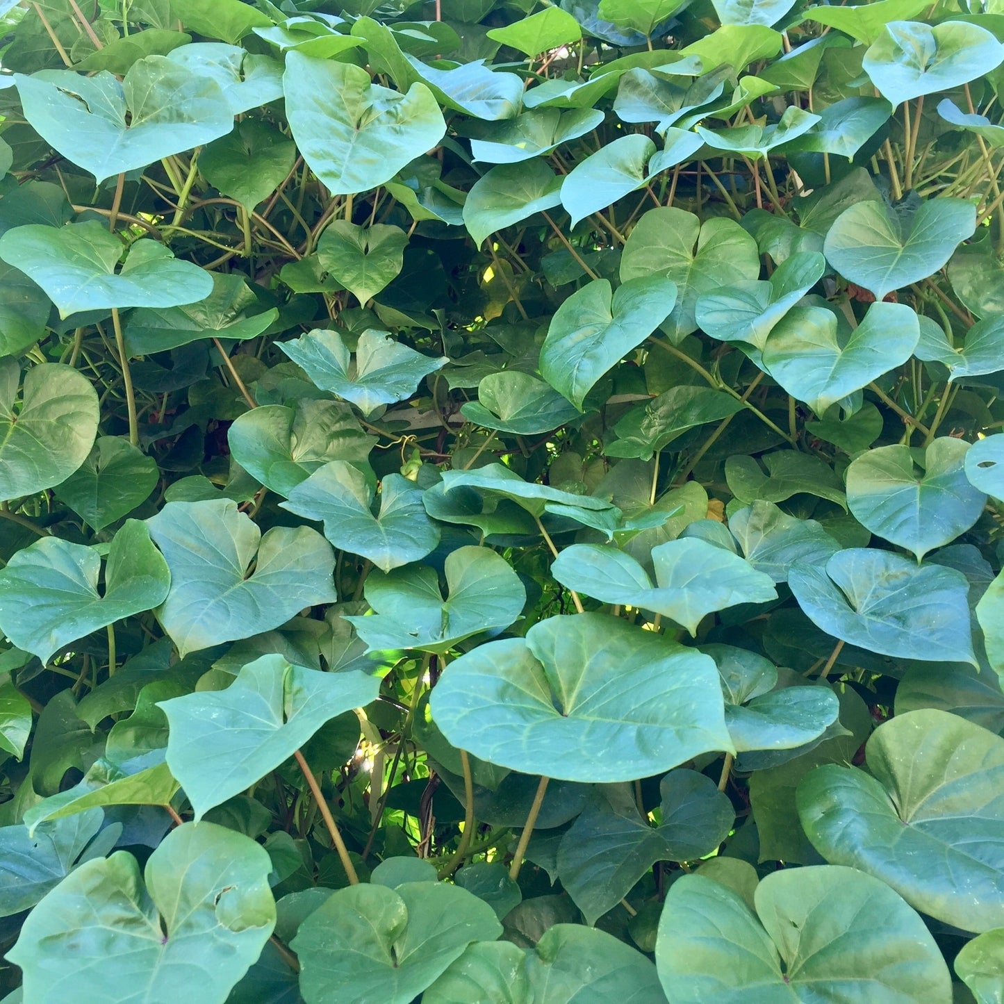 Moonflower (Ipomoea alba)