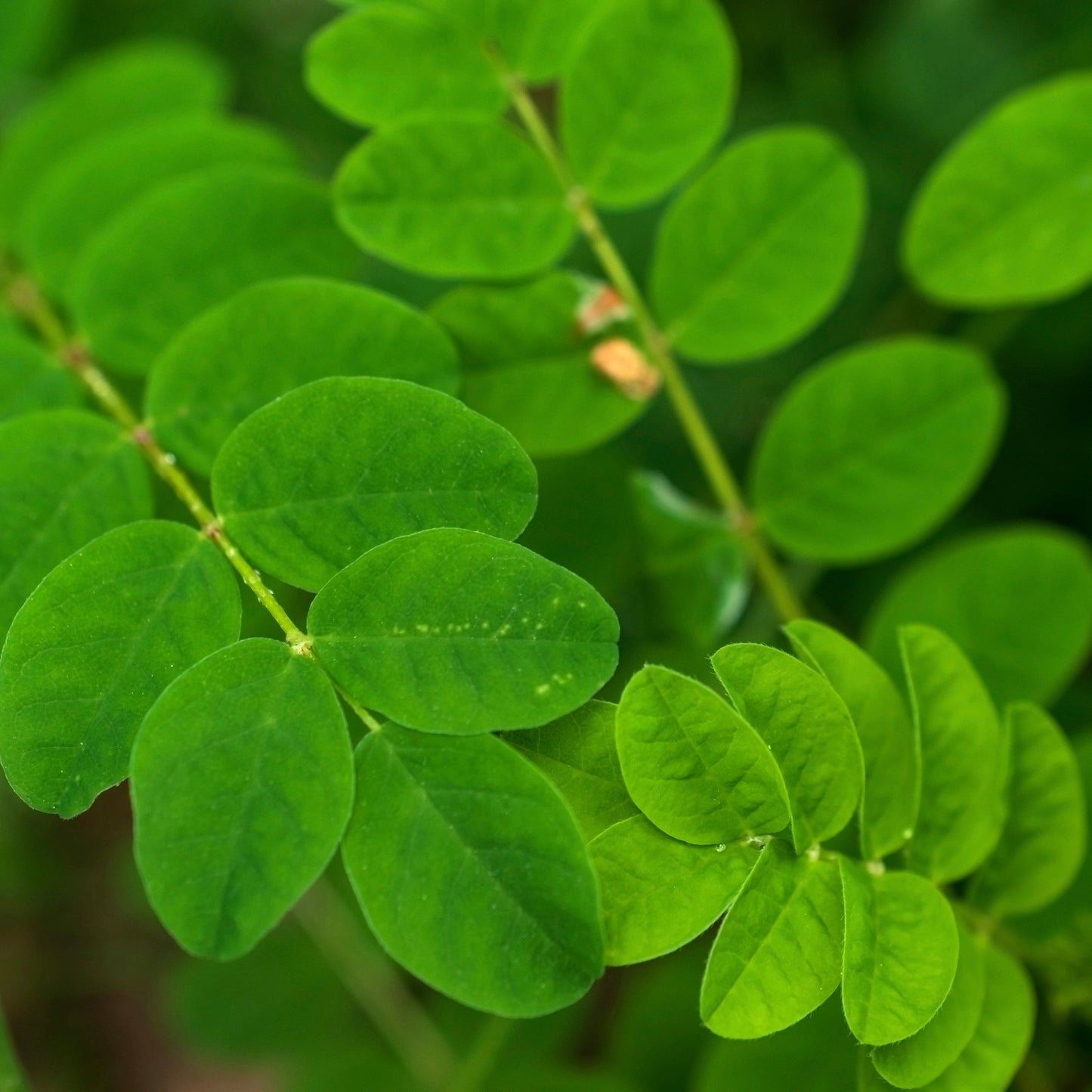 Astragalus (Astragulus membranaceus)