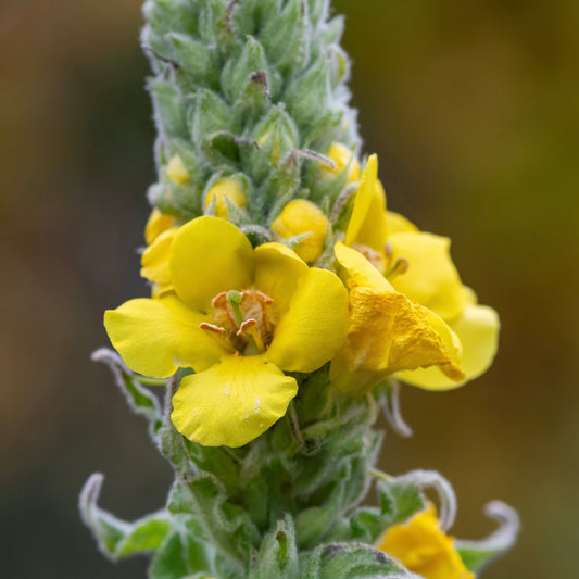 Mullein, Common (Verbascum thapsus)