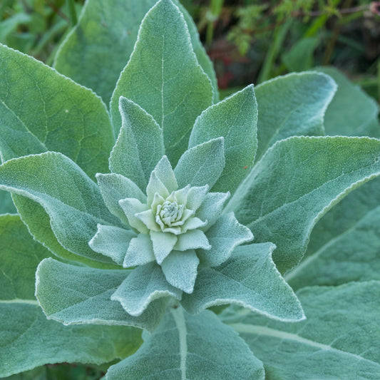 Mullein, Common (Verbascum thapsus)