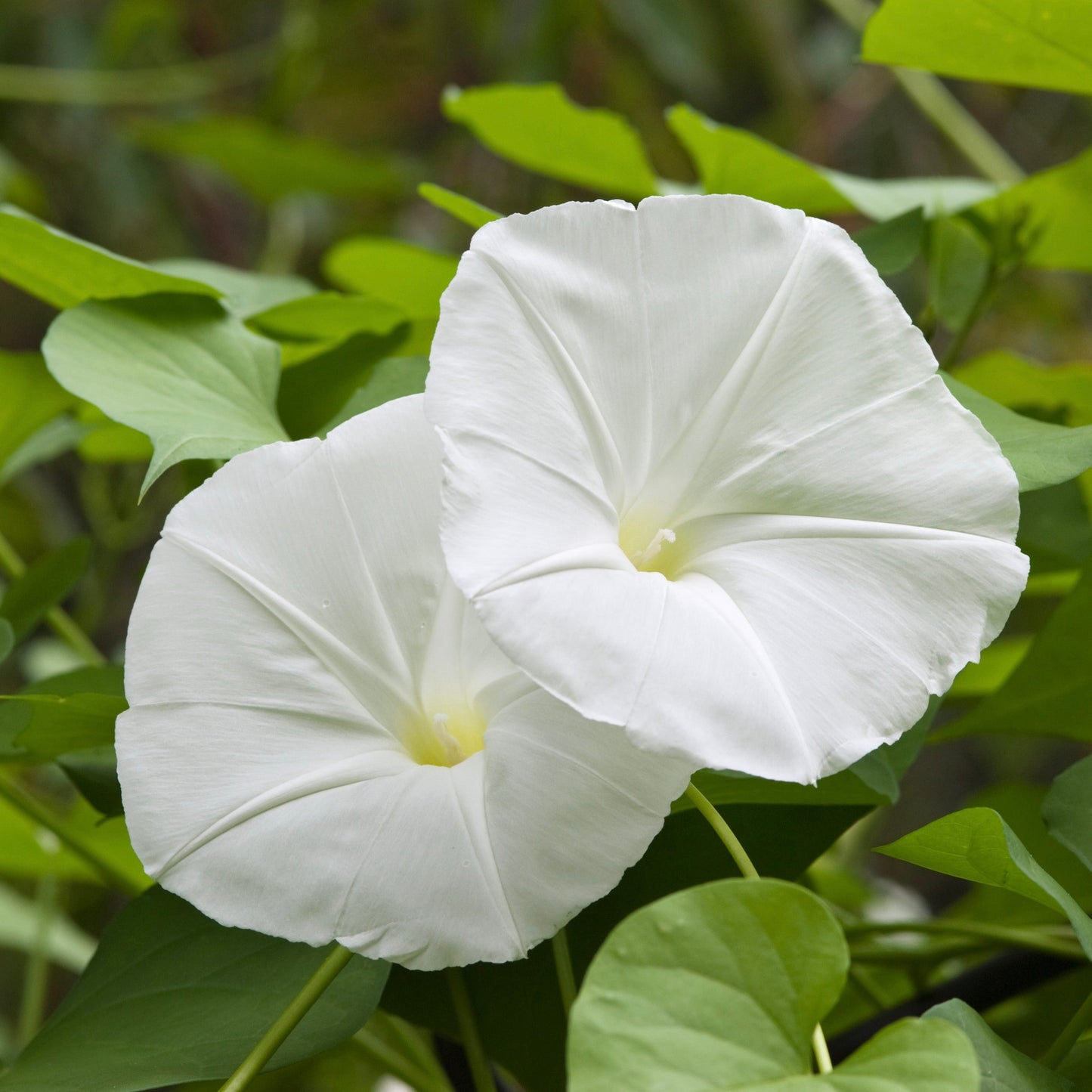 Moonflower (Ipomoea alba)