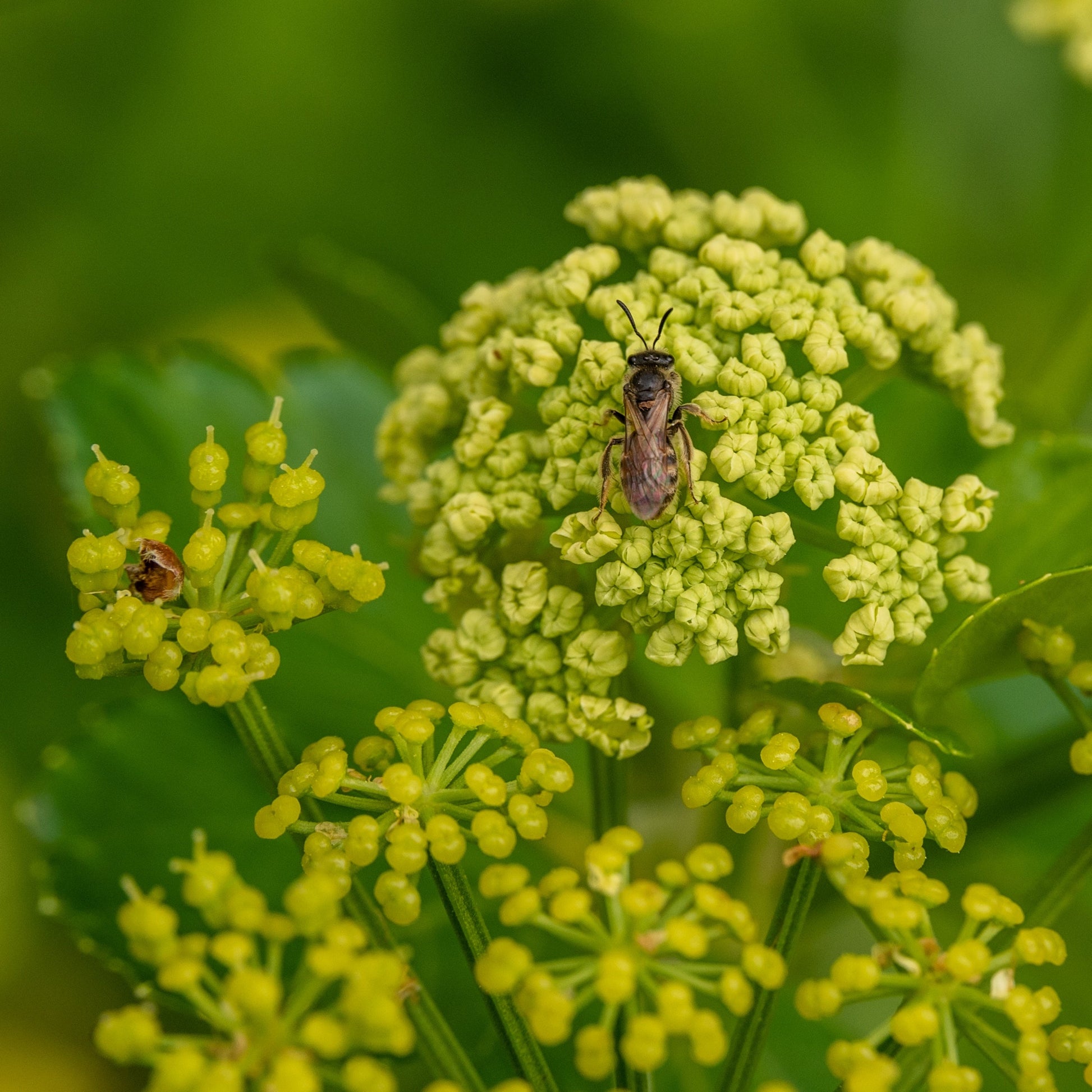 alexanders plant seeds Lovage, Black aka Alexanders (Smyrnium olusatrum) – Mother Earth News