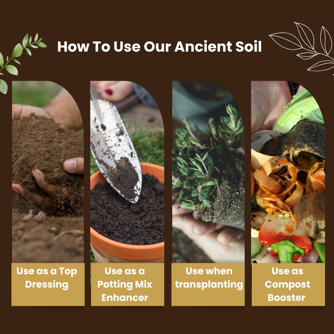 Ancient Soil Organic Living Soil