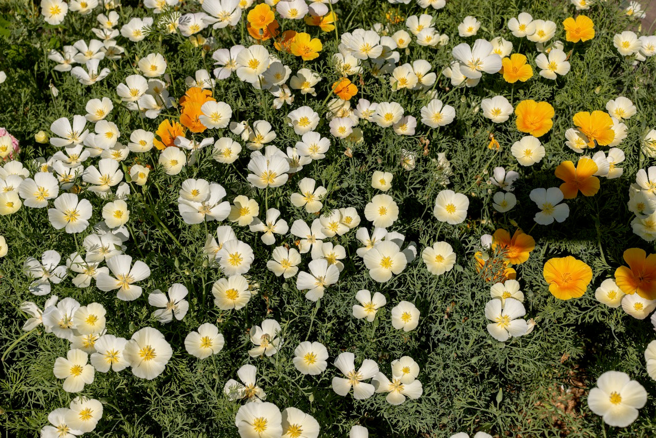Poppy, California White Linen (Eschscholzia californica)