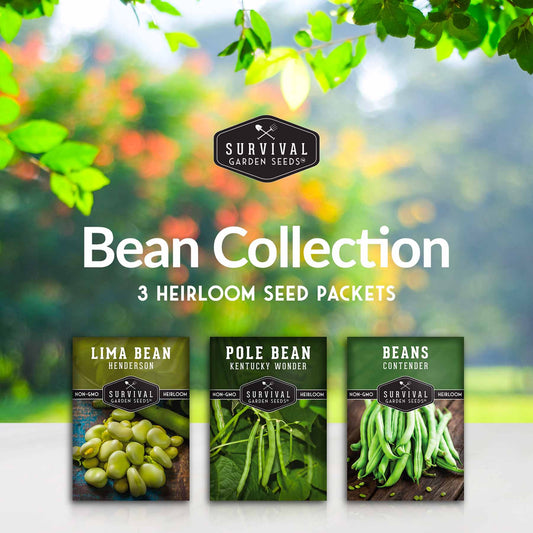 Bean Seed Collection – Contender Bush Beans, Kentucky Wonder Pole Beans & Henderson Lima Beans