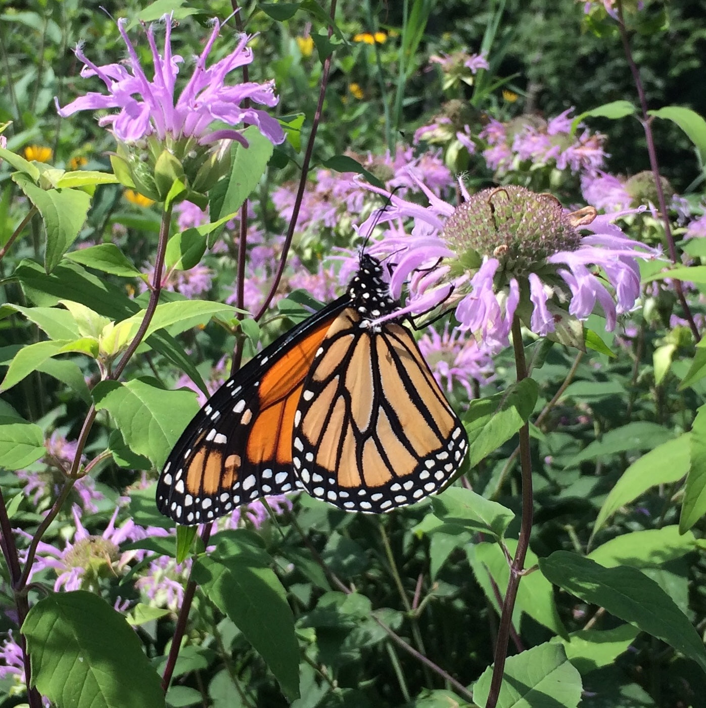 *Pollinator Garden Collection* ("Love Thy Pollineighbor")