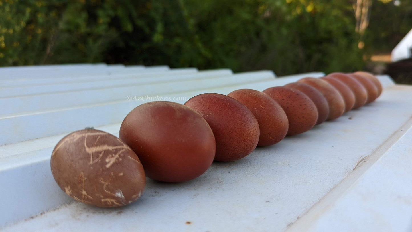 Rainbow Egg Assortment – Buy 10 + 5 Bonus Free (15 Female Chicks, Shipping Included)