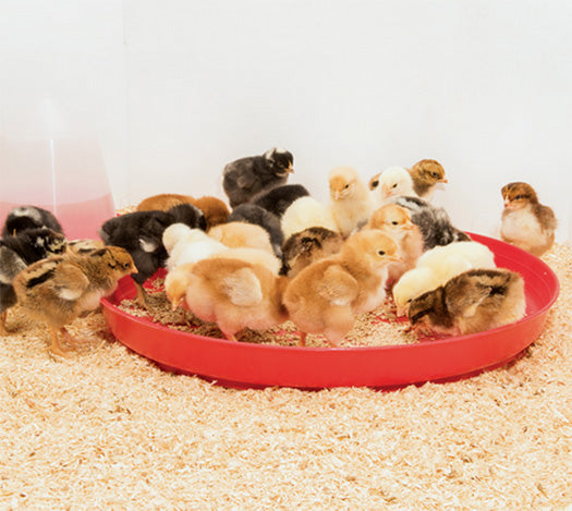 CHICK TRAY