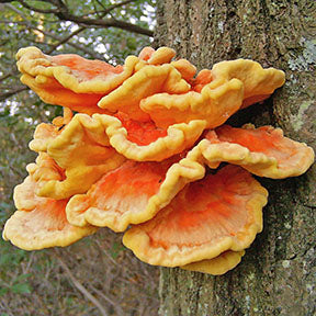 CHICKEN OF THE WOODS MUSHROOM LIQUID CULTURE