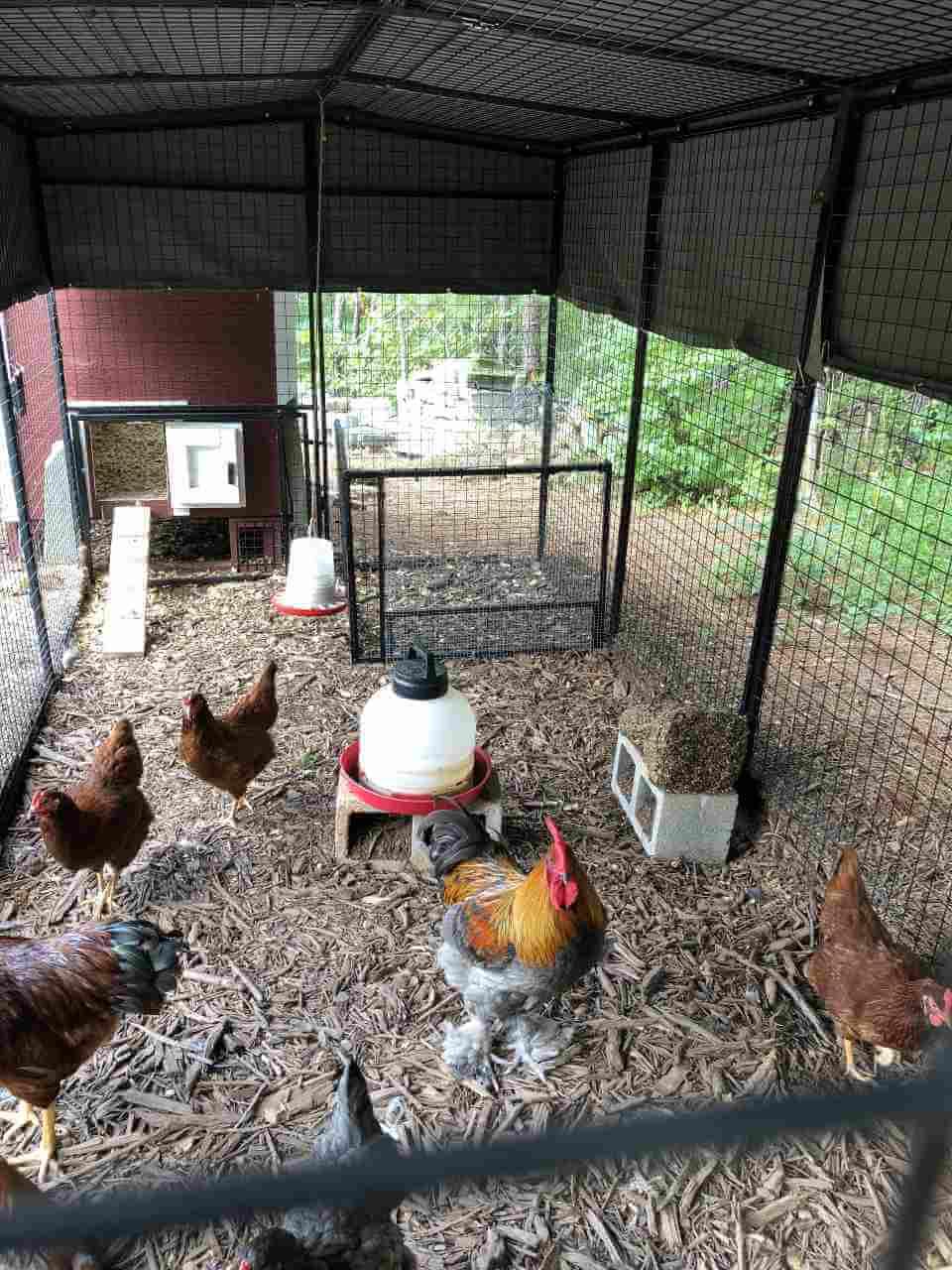 Walk-In 15 ft. Chicken Run (6'6"W x 15'L x 6'3"H)