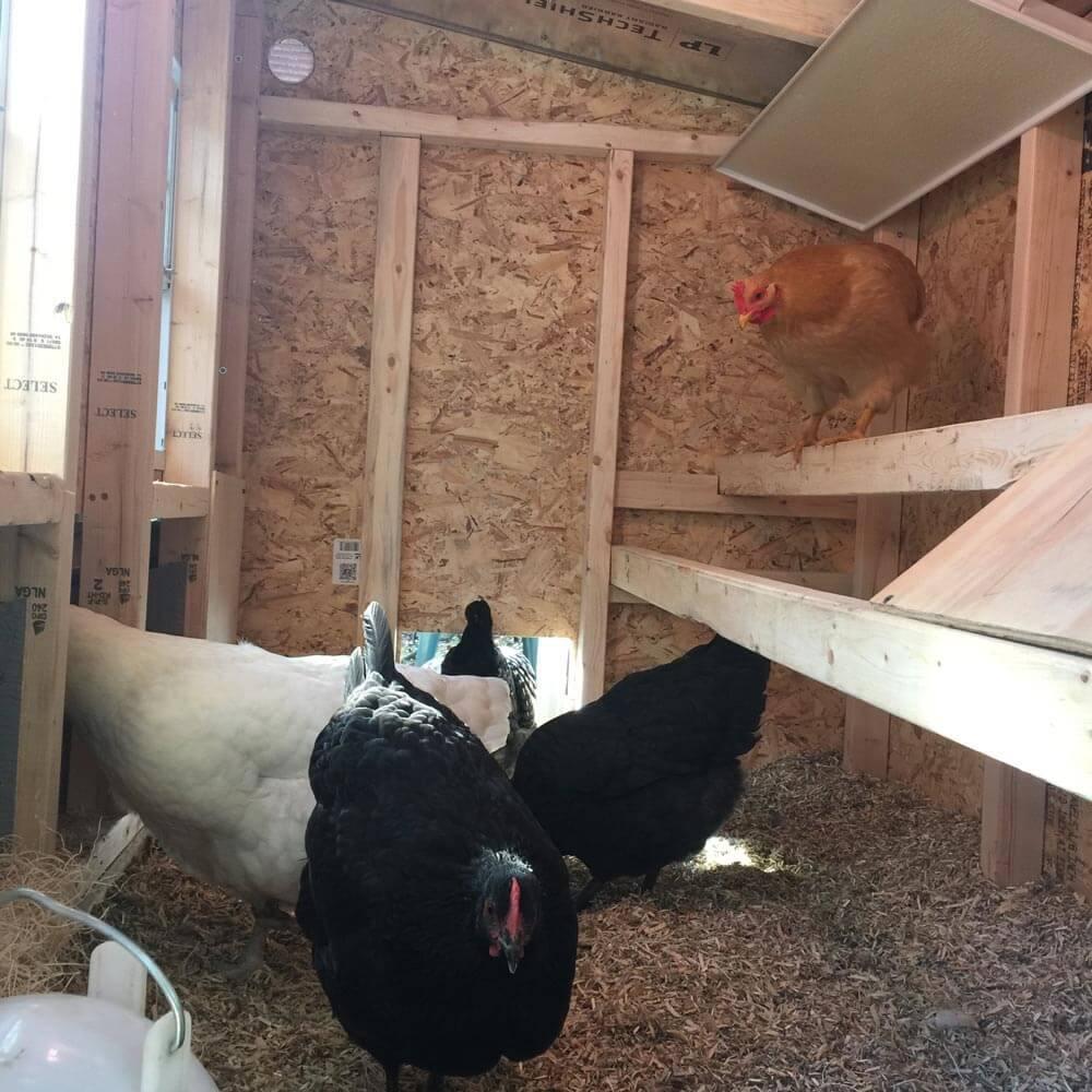 Medium Chicken Coop — Up to 10 Chickens