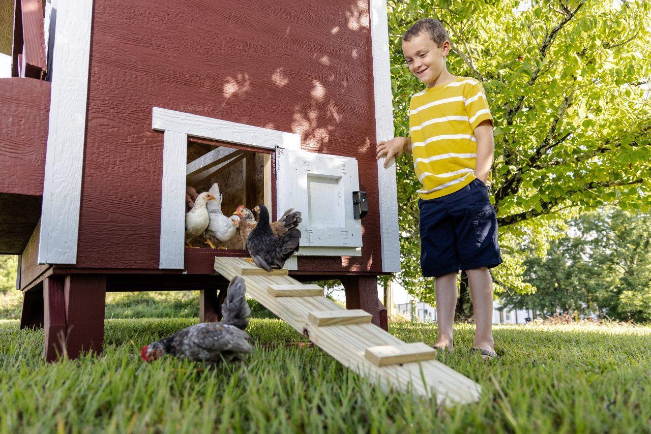 Large Chicken Coop — Up to 15 Chickens