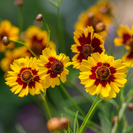 Coreopsis, Dyer's Mix (Coreopsis tinctoria)