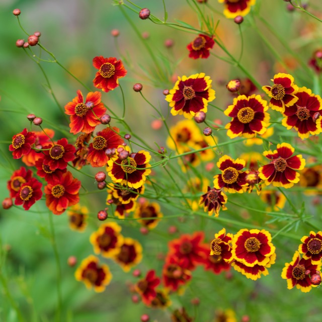 Coreopsis, Dyer's Mix (Coreopsis tinctoria)