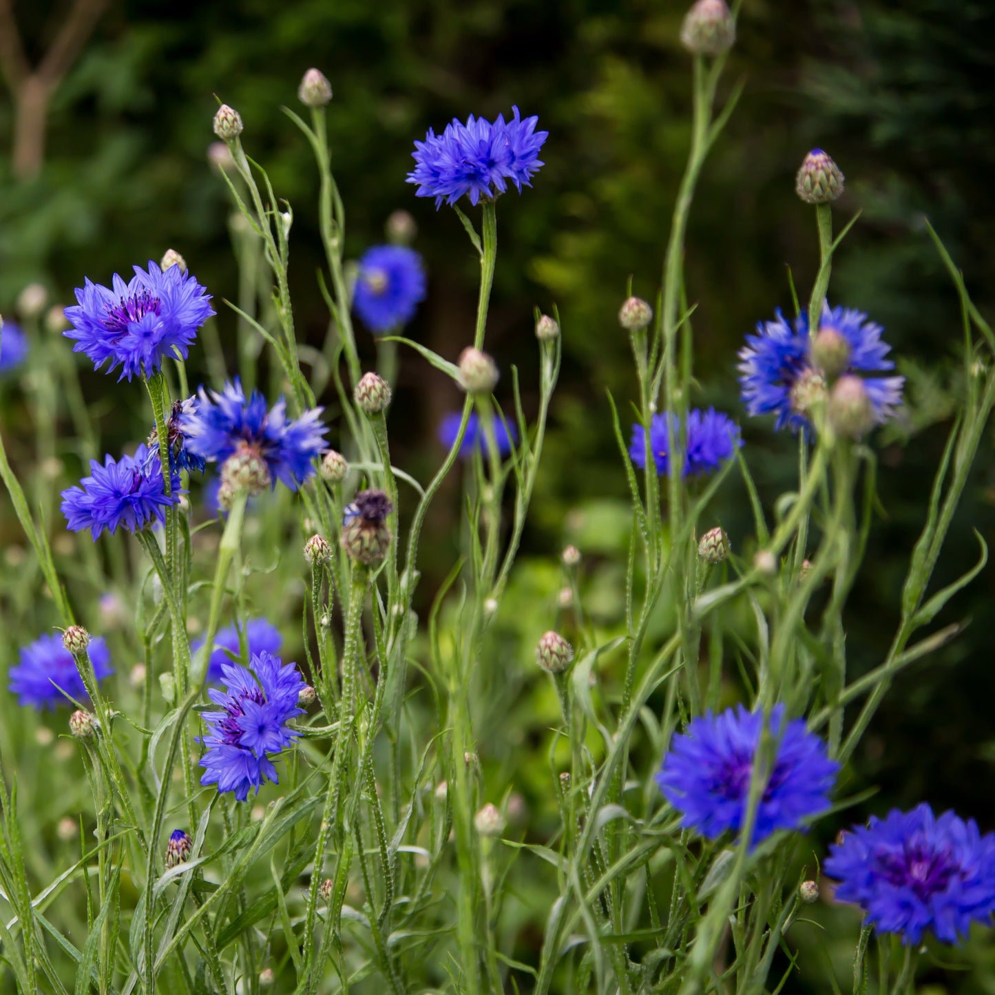 Cornflower, Blue (Centaurea cyanus)