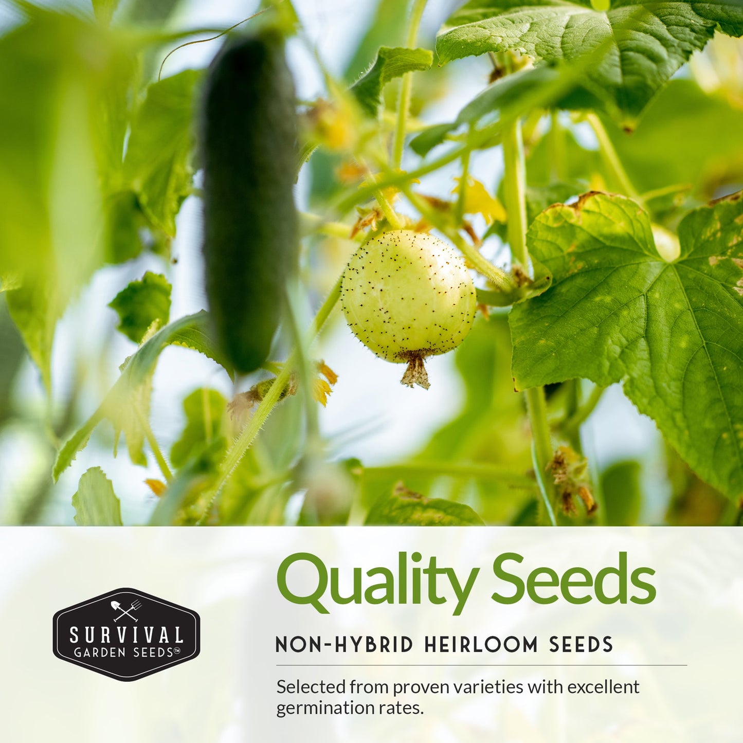 Cucumber Seed Collection – Armenian, Beit Alpha, Lemon, National Pickling & Spacemaster Varieties