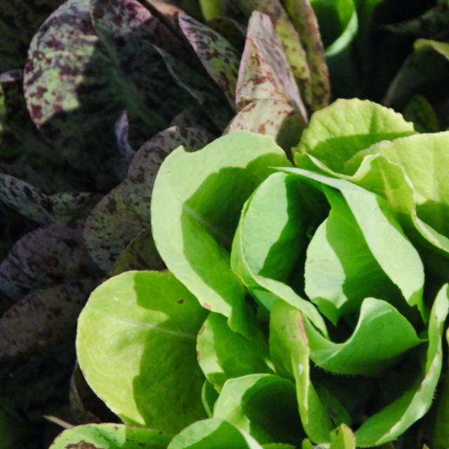 Gourmet Salad Lettuce Mix