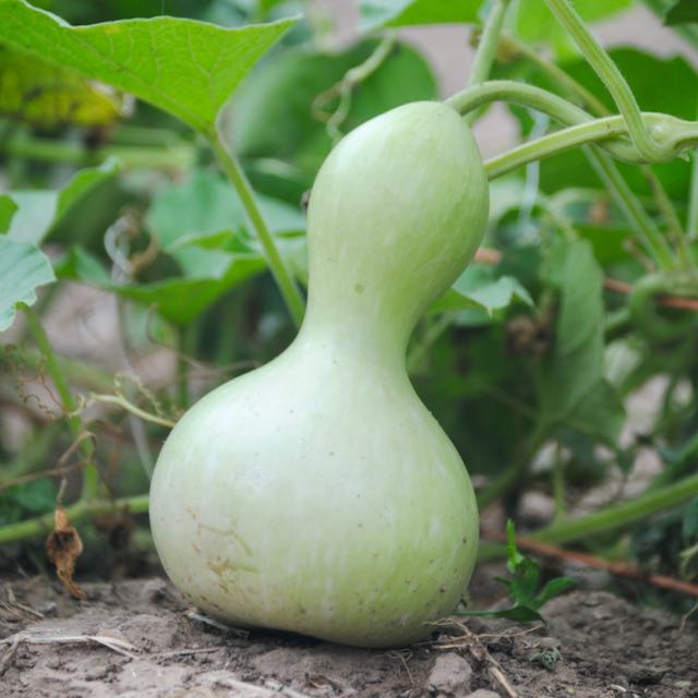 Hopi Origin Rattle Gourd