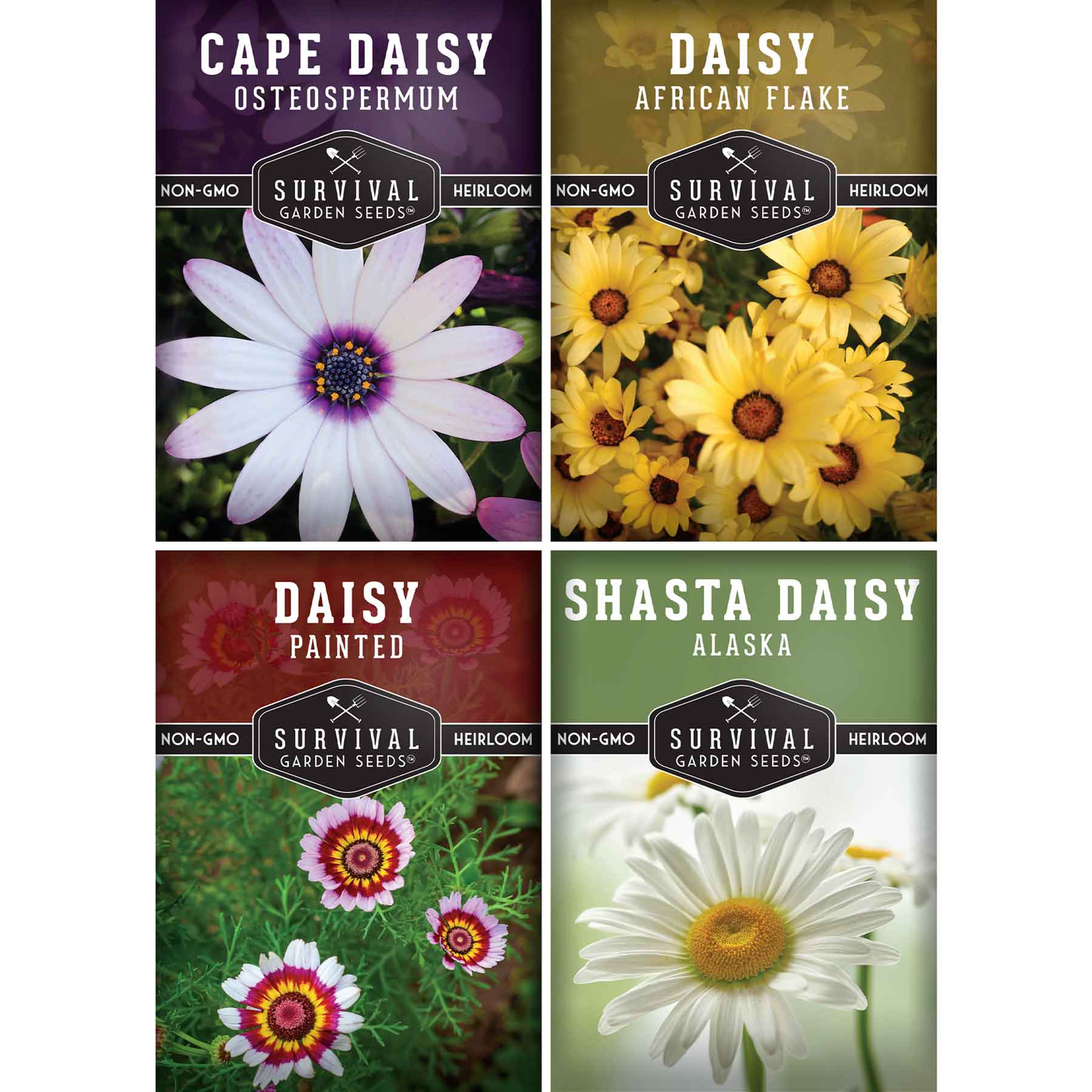 Daisy Seed Collection – Shasta, Cape, Painted & African Flake Daisies ...