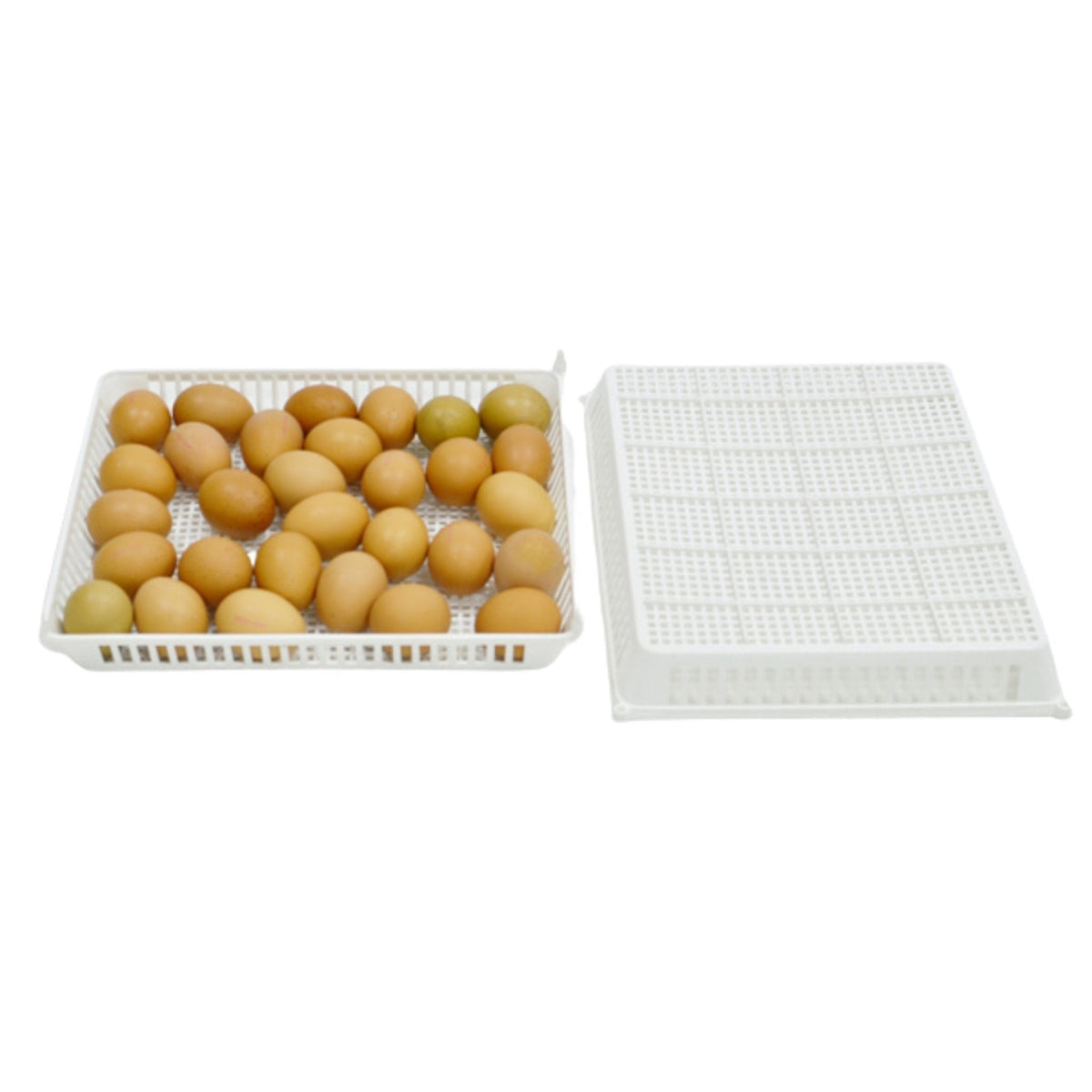 Conturn Conturn 60 Set - Automatic Egg Turners and Hatch Baskets – Mother Earth ...