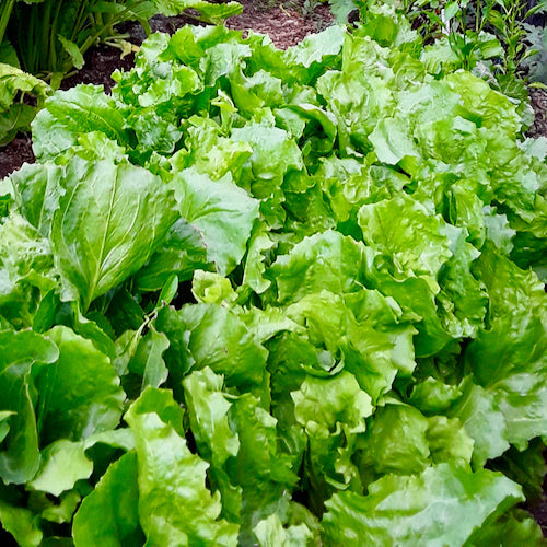 Cornetto di Bordeaux Escarole