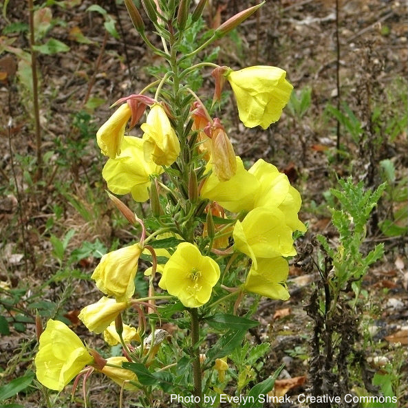 Yellow Evening Primrose