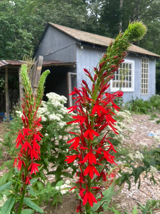 Cardinal Flower (Lobelia cardinalis)