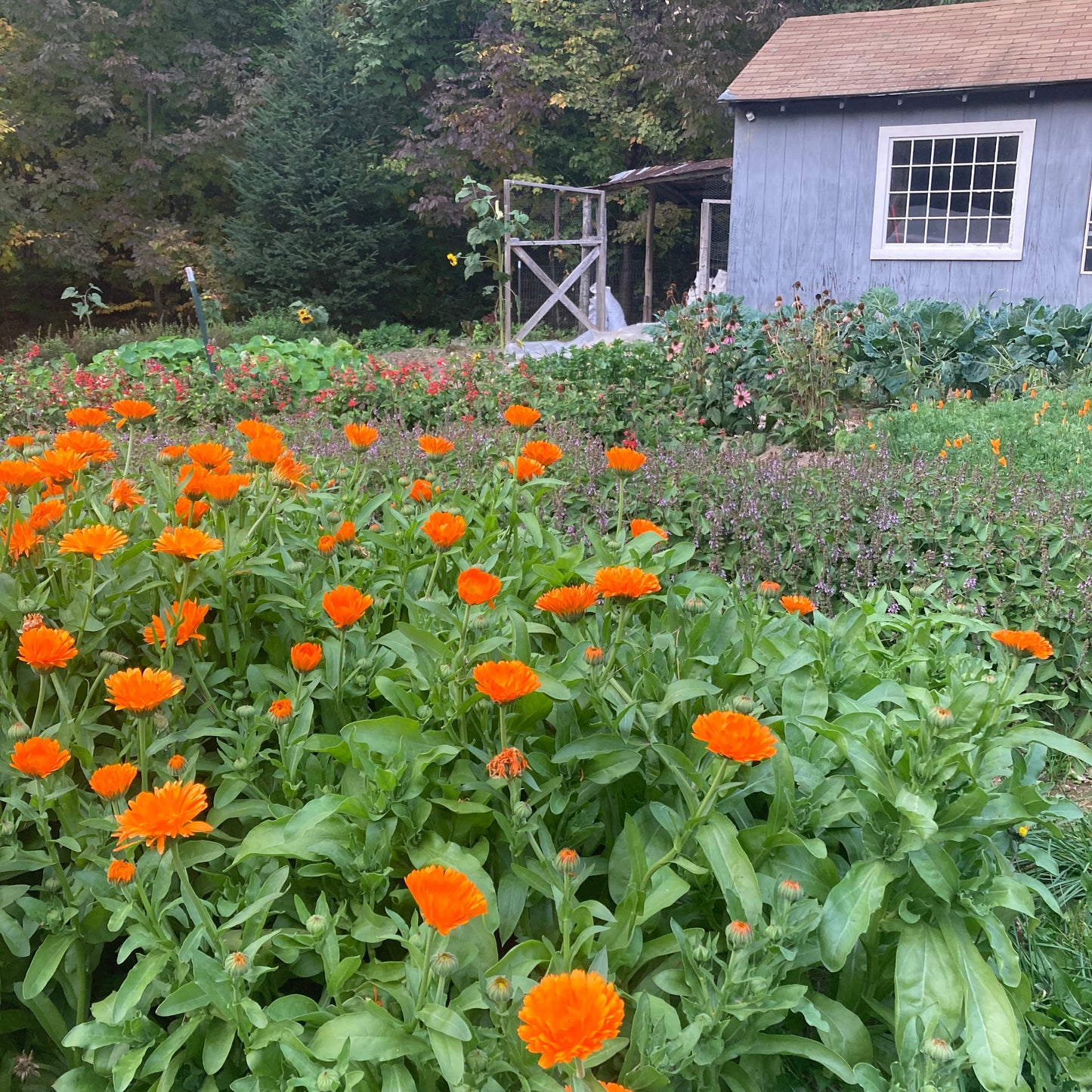 *Medicine Garden Collection* ("Be Well Stocked")