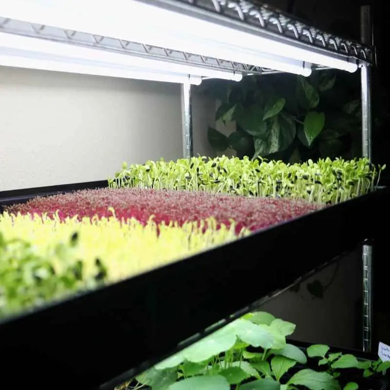 plant propagation rack Grow Rack