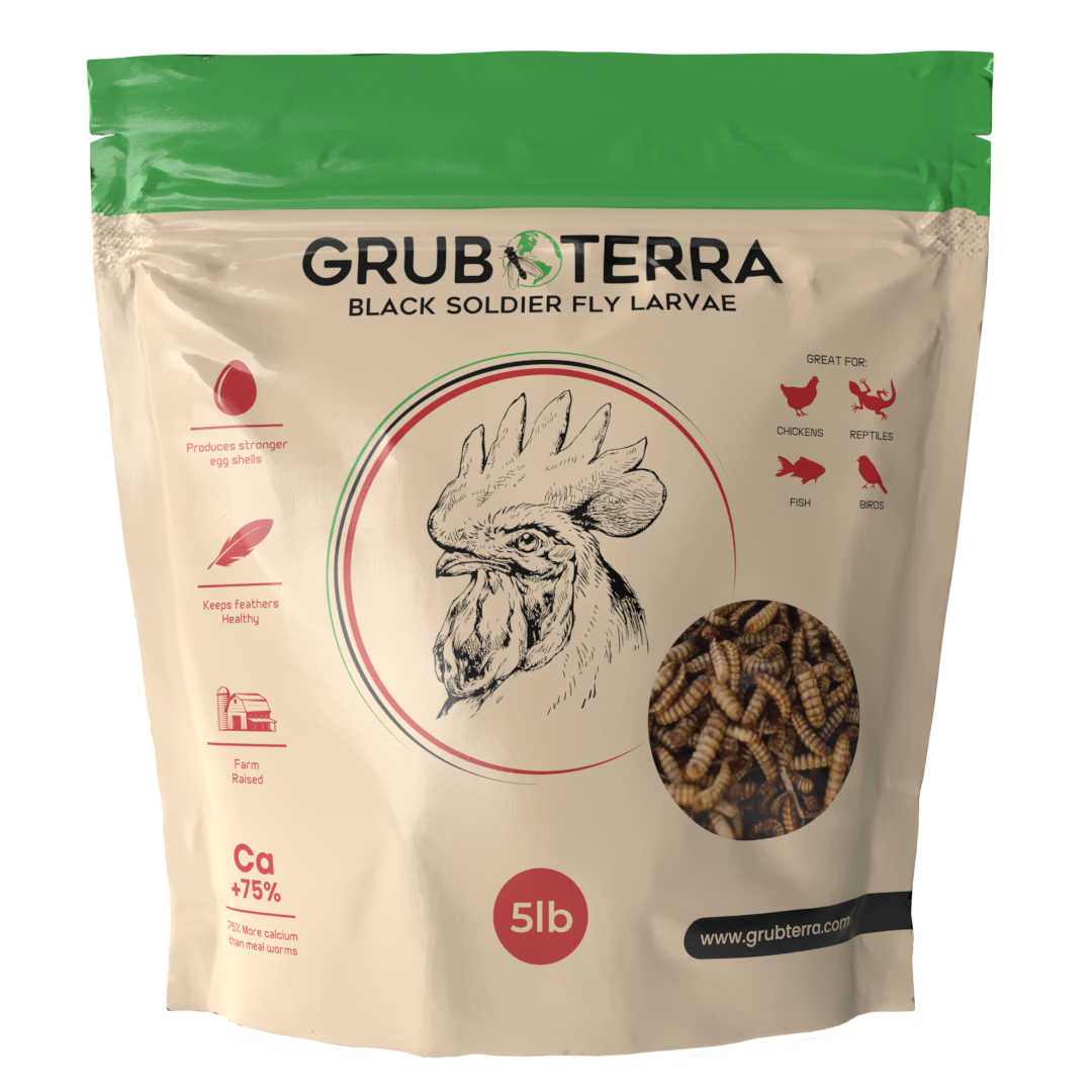 GrubTerra Black Soldier Fly Larvae
