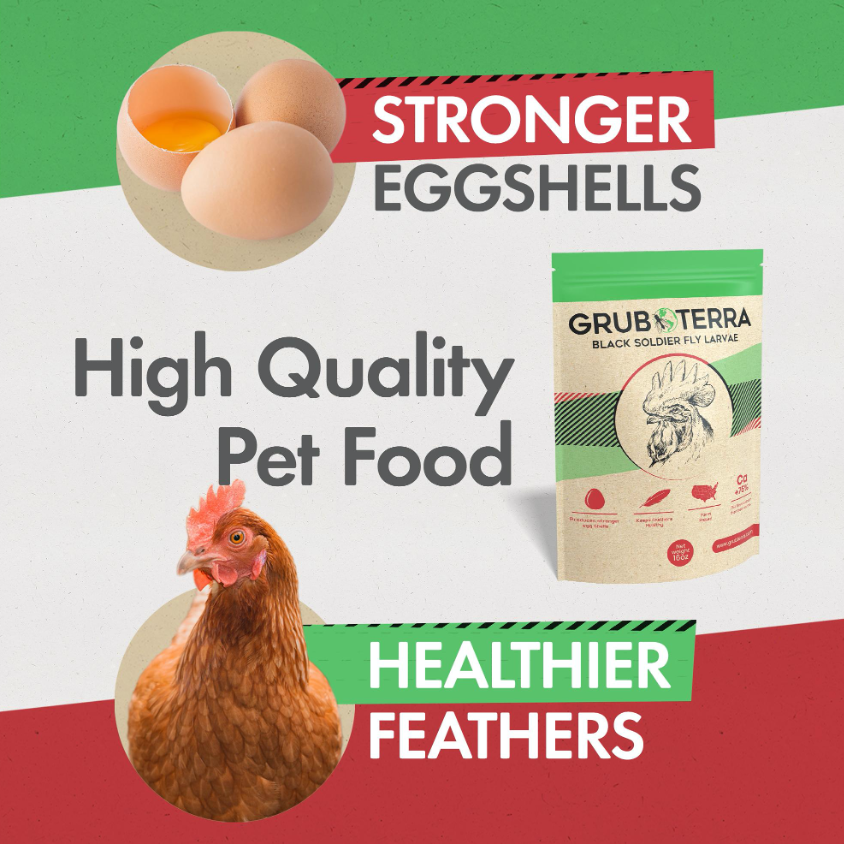 GrubTerra Black Soldier Fly Larvae