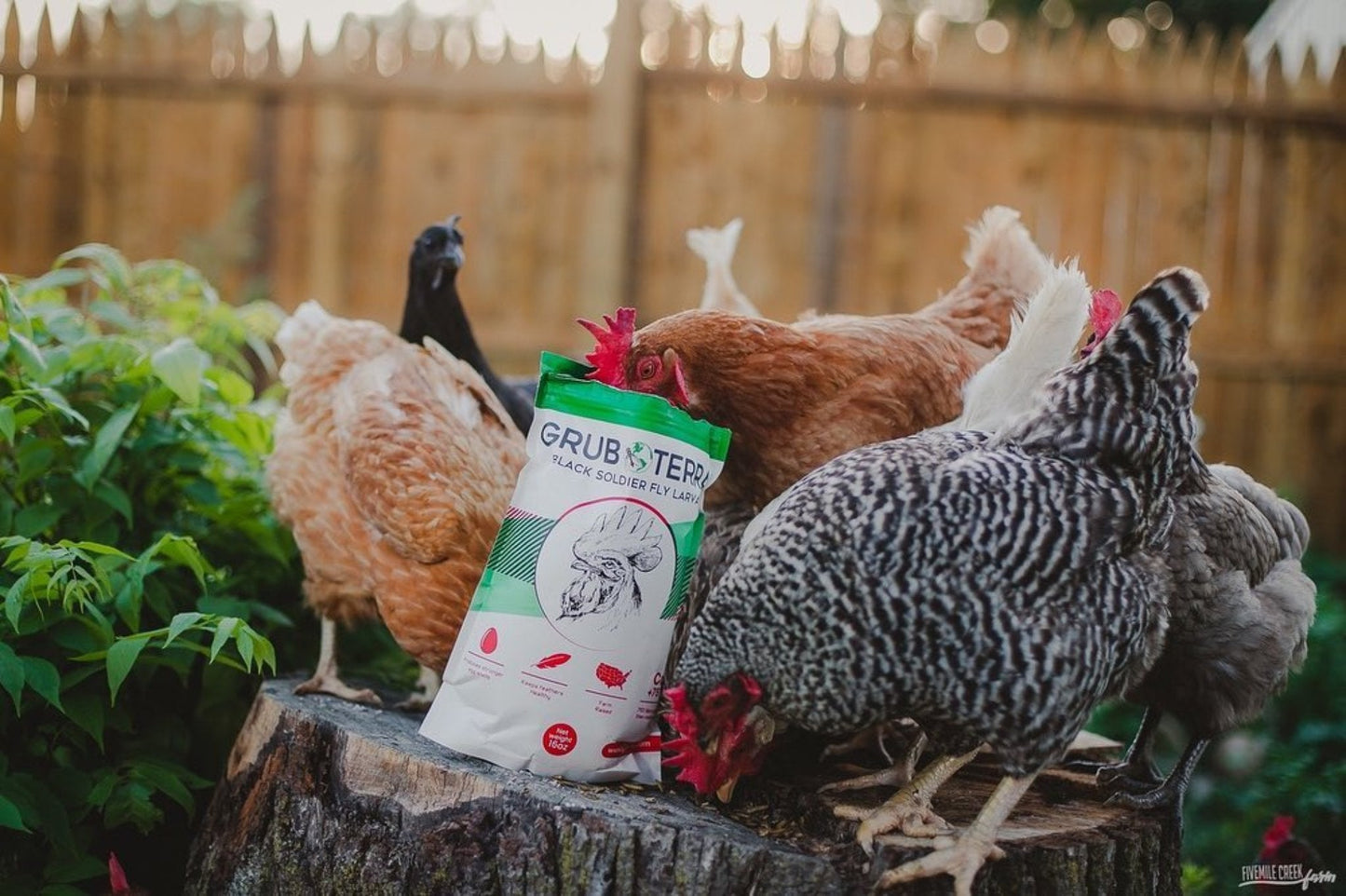 GrubTerra Black Soldier Fly Larvae