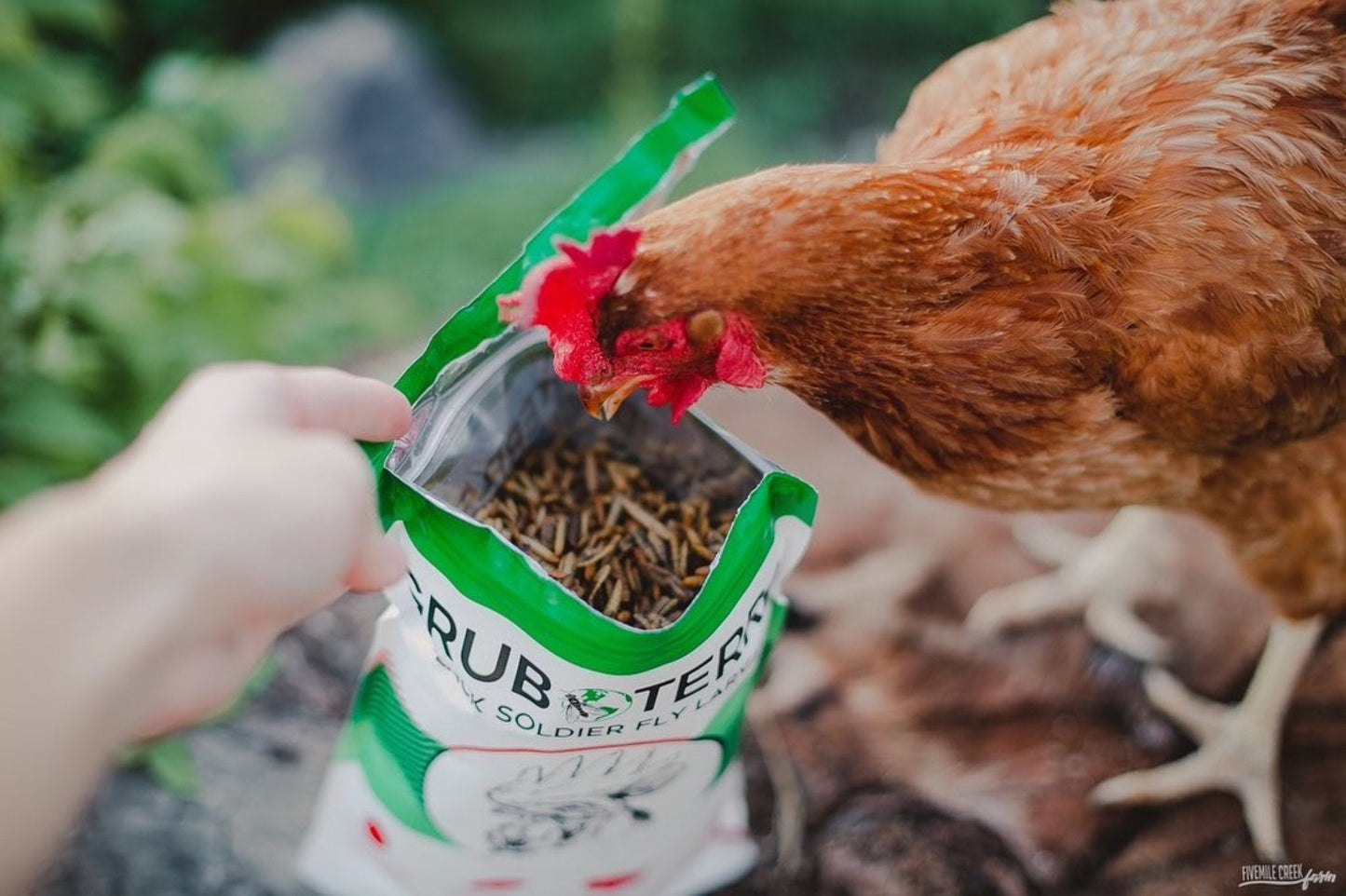 GrubTerra Black Soldier Fly Larvae