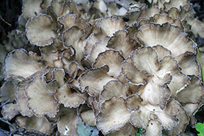 HEN OF THE WOODS MUSHROOM LIQUID CULTURE