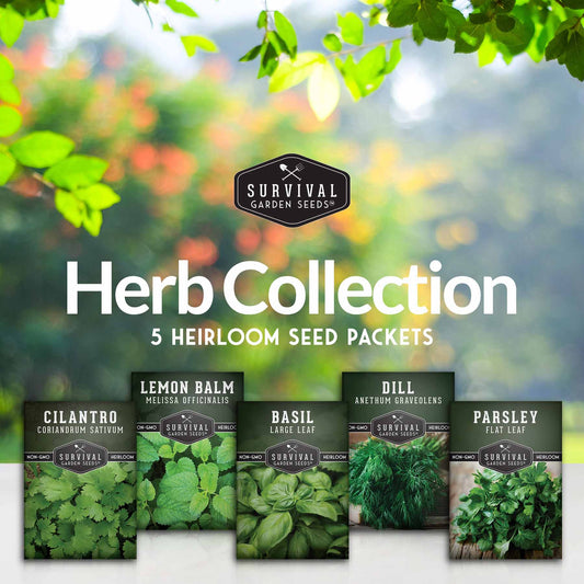 Herb Seeds Variety Pack – 5 Essential Culinary Herbs for Indoor or Outdoor Growing (Basil, Cilantro, Dill, Parsley & Lemon Balm) – Heirloom Non-GMO Garden Starter Kit