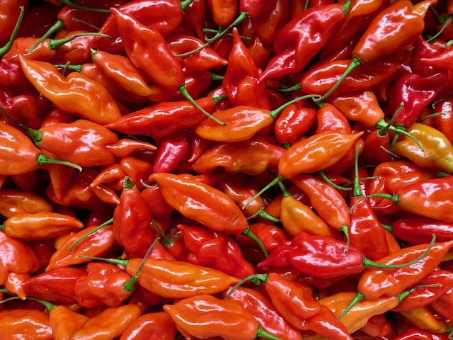 Hot Paper Lantern Pepper