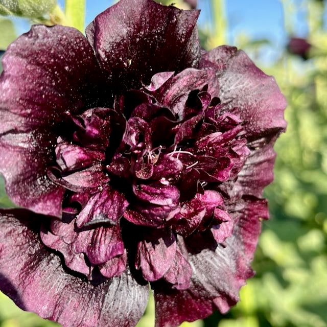 Jet Black Hollyhock