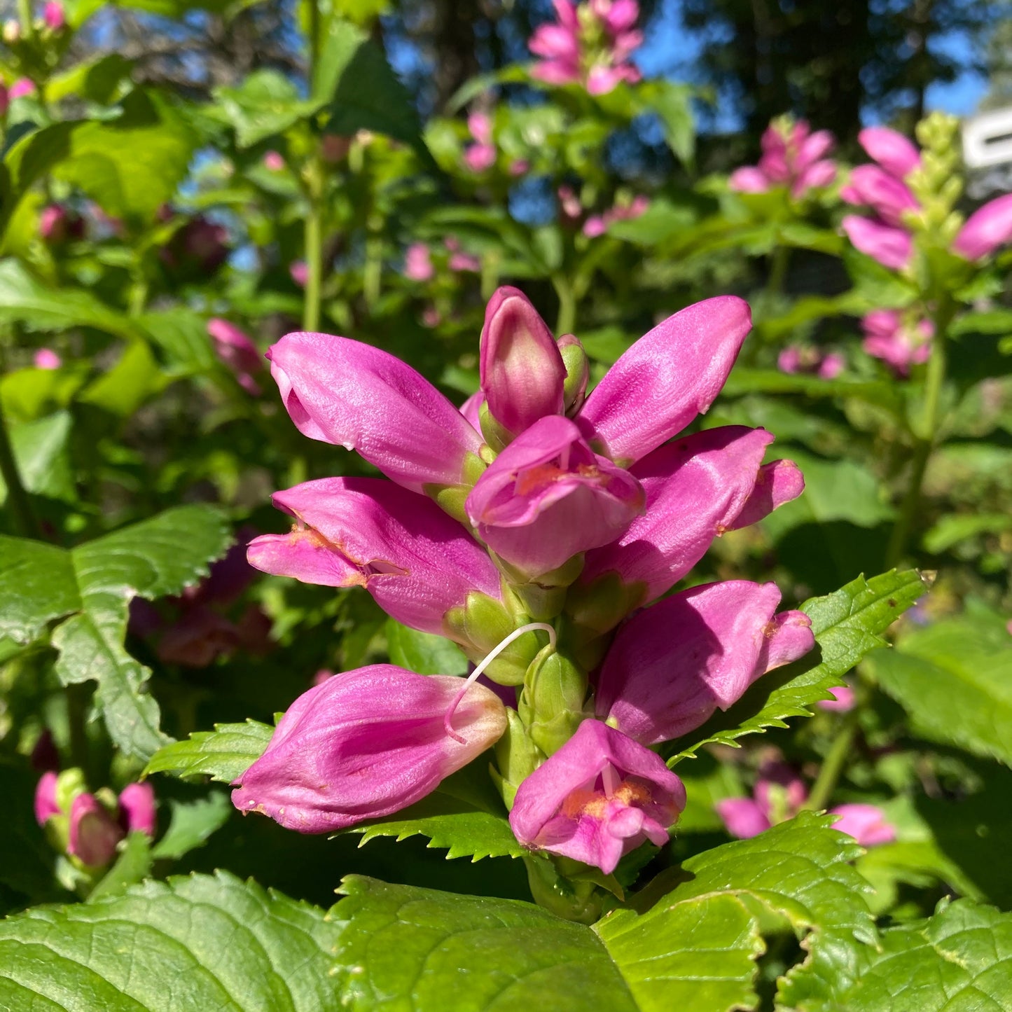 Turtlehead, Pink (Chelone lyonii)