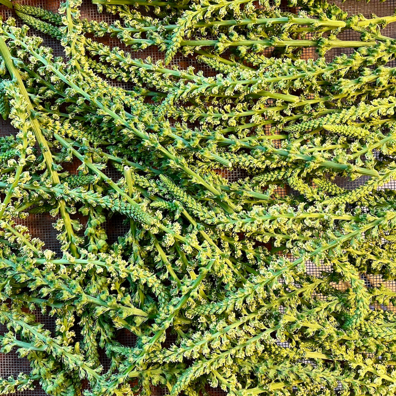 Weld (Dyer's Rocket)