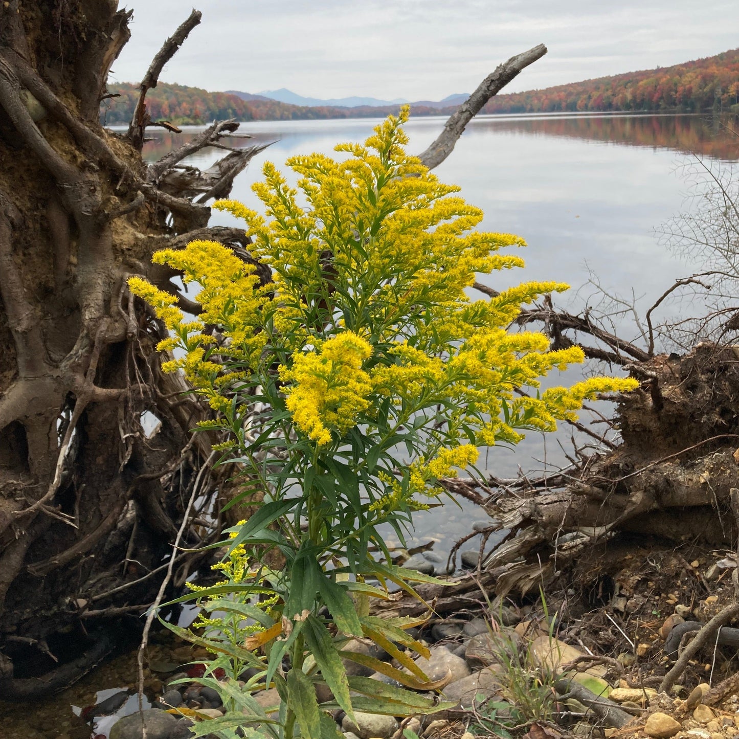 Goldenrod, Sweet (Solidago odora)