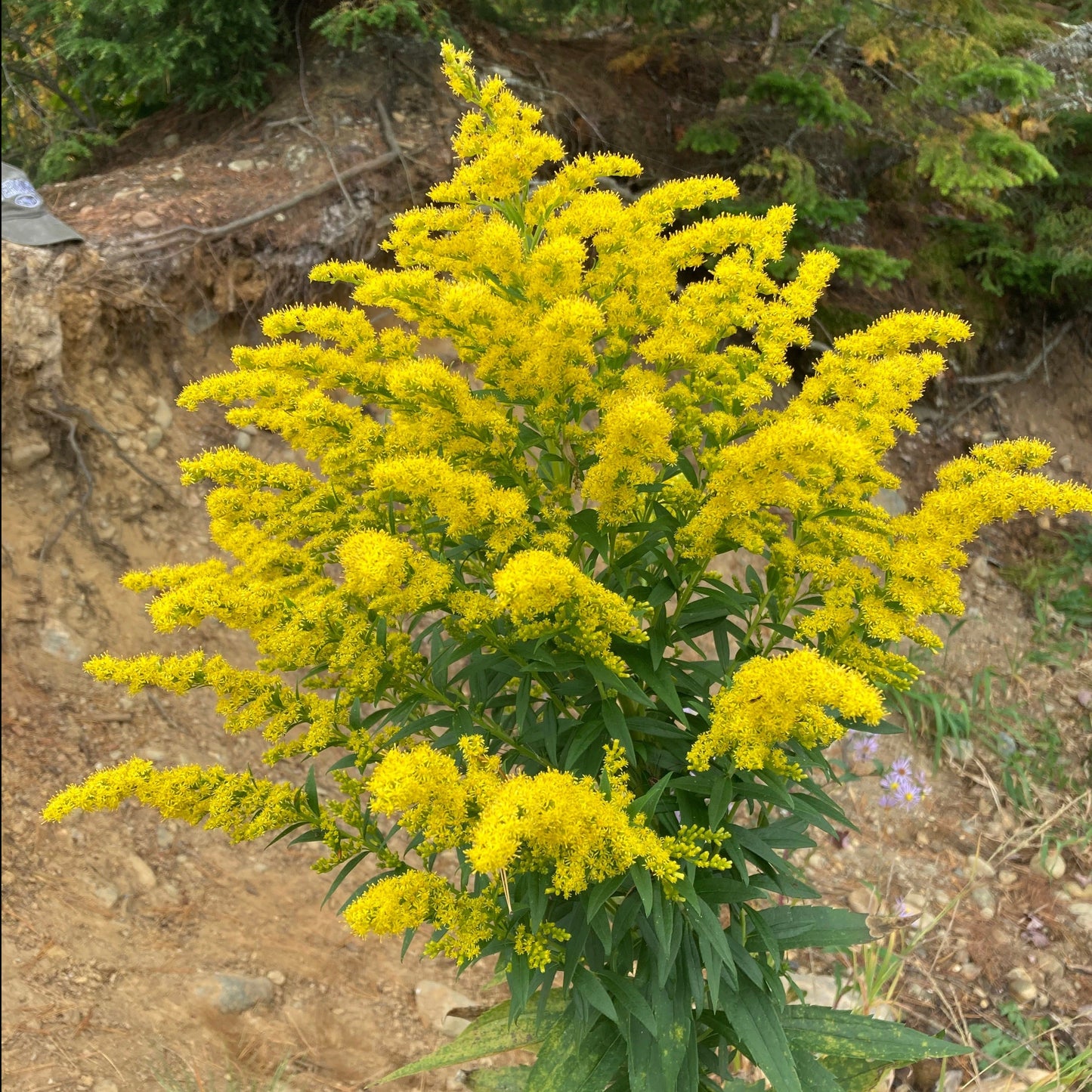 Goldenrod, Sweet (Solidago odora)