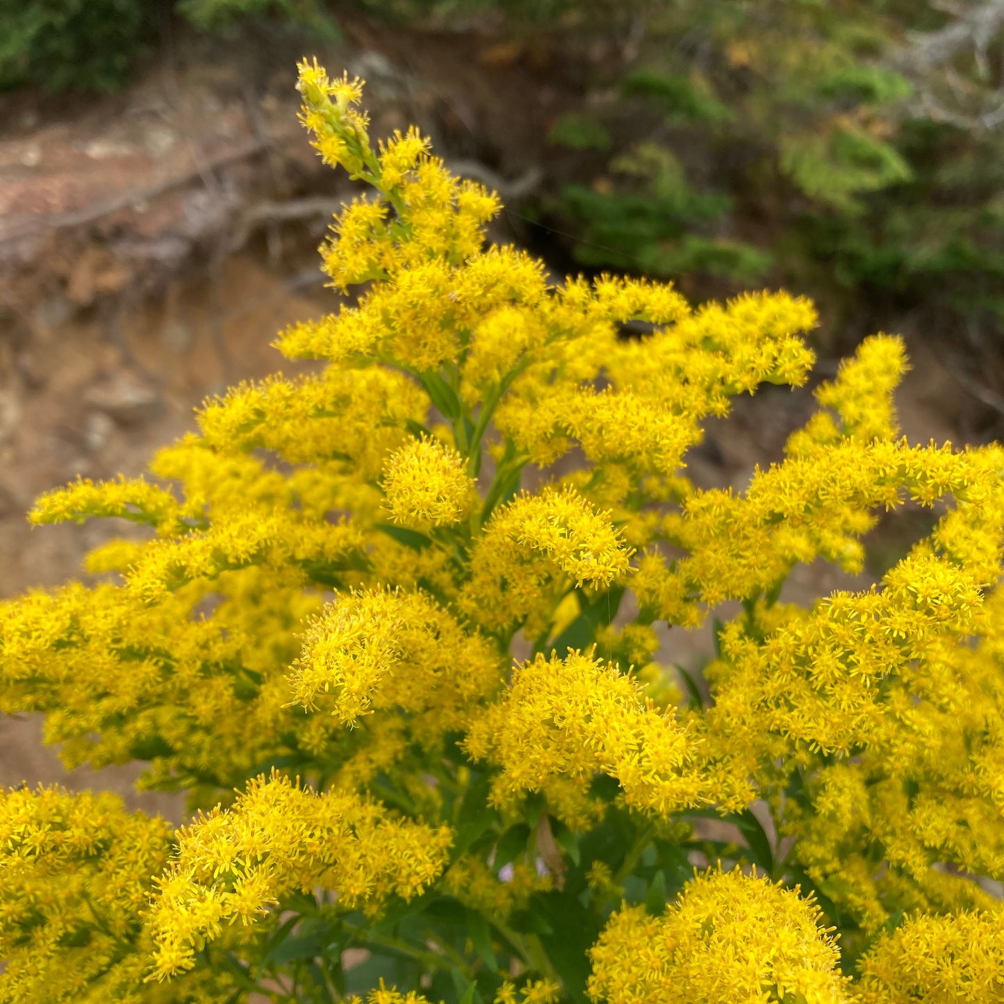 Goldenrod, Sweet (Solidago odora)